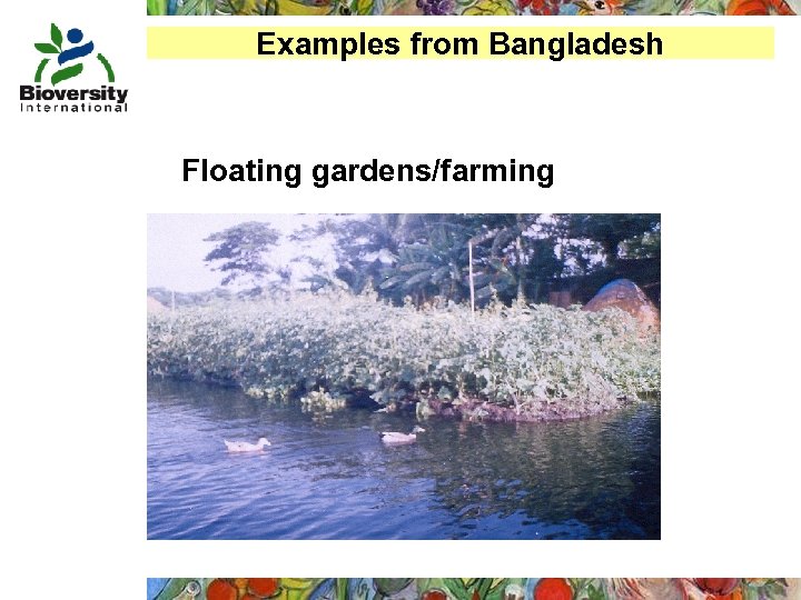 Examples from Bangladesh Floating gardens/farming 