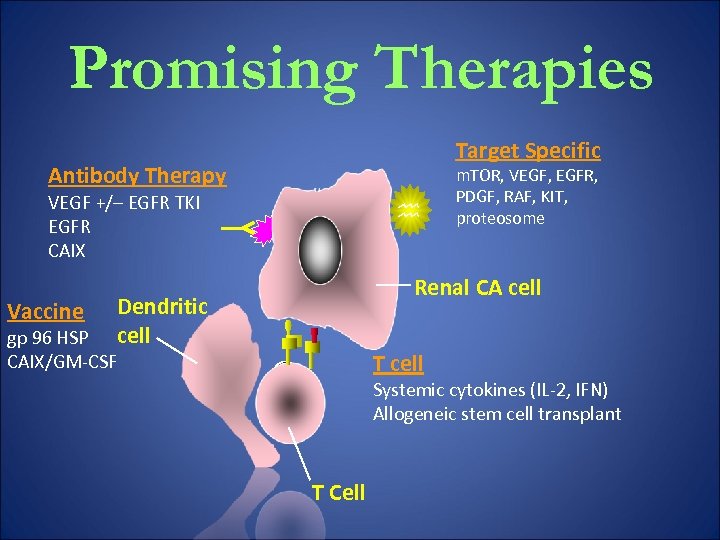 Promising Therapies Target Specific Antibody Therapy VEGF +/– EGFR TKI EGFR CAIX Vaccine m.