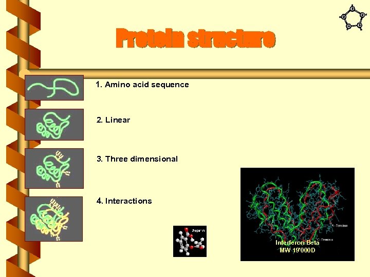Protein structure 1. Amino acid sequence 2. Linear 3. Three dimensional 4. Interactions Interferon