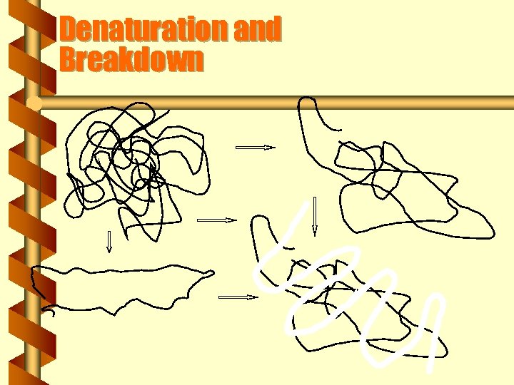 Denaturation and Breakdown 