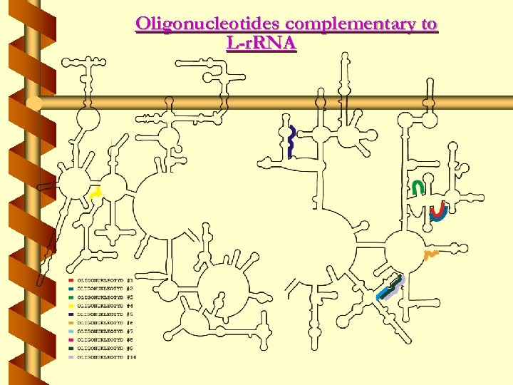 Oligonucleotides complementary to L-r. RNA 