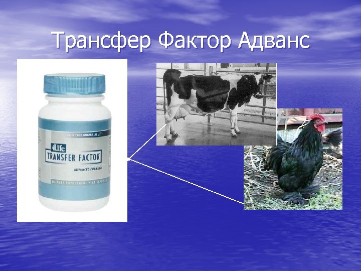 Трансфер Фактор Адванс 