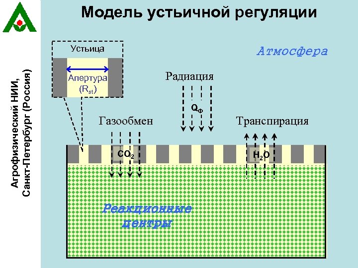 Модель устьичной регуляции Агрофизический НИИ, Санкт-Петербург (Россия) Устьица Атмосфера Радиация Апертура (Rst) Газообмен QФ