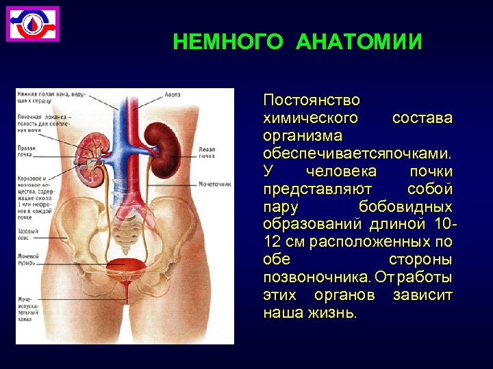 НЕМНОГО АНАТОМИИ Постоянство химического состава организма обеспечивается очками. п У человека почки представляют собой