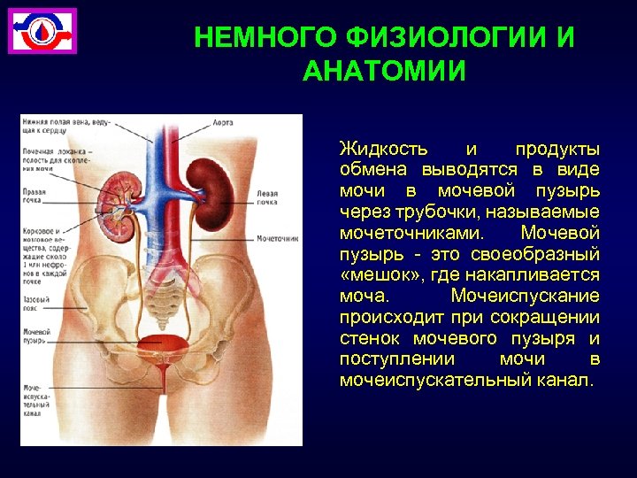 НЕМНОГО ФИЗИОЛОГИИ И АНАТОМИИ Жидкость и продукты обмена выводятся в виде мочи в мочевой