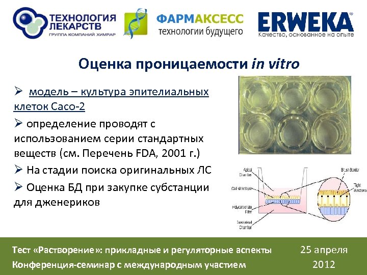 Оценка проницаемости in vitro Ø модель – культура эпителиальных клеток Сасо-2 Ø определение проводят