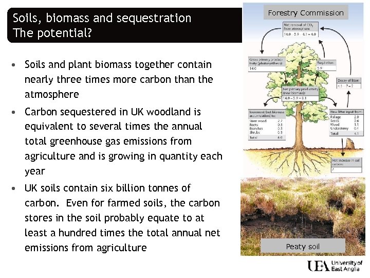 Soils, biomass and sequestration The potential? Forestry Commission • Soils and plant biomass together