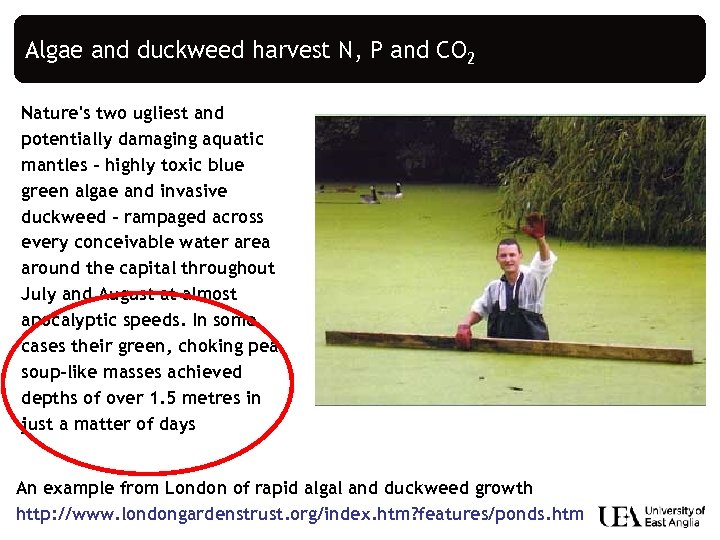 Algae and duckweed harvest N, P and CO 2 Nature's two ugliest and potentially