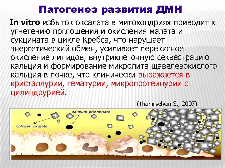Патогенез развития ДМН In vitro избыток оксалата в митохондриях приводит к угнетению поглощения и
