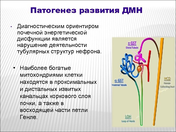 Патогенез развития ДМН • Диагностическим ориентиром почечной энергетической дисфункции является нарушение деятельности тубулярных структур