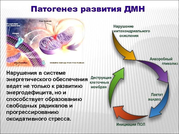 Патогенез развития ДМН Нарушения в системе энергетического обеспечения ведет не только к развитию энергодефицита,