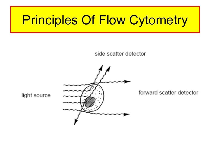 Principles Of Flow Cytometry 