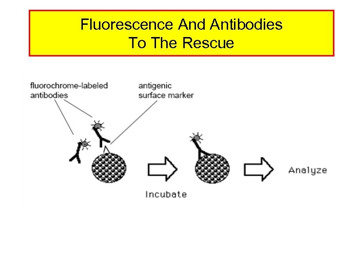 Fluorescence And Antibodies To The Rescue 