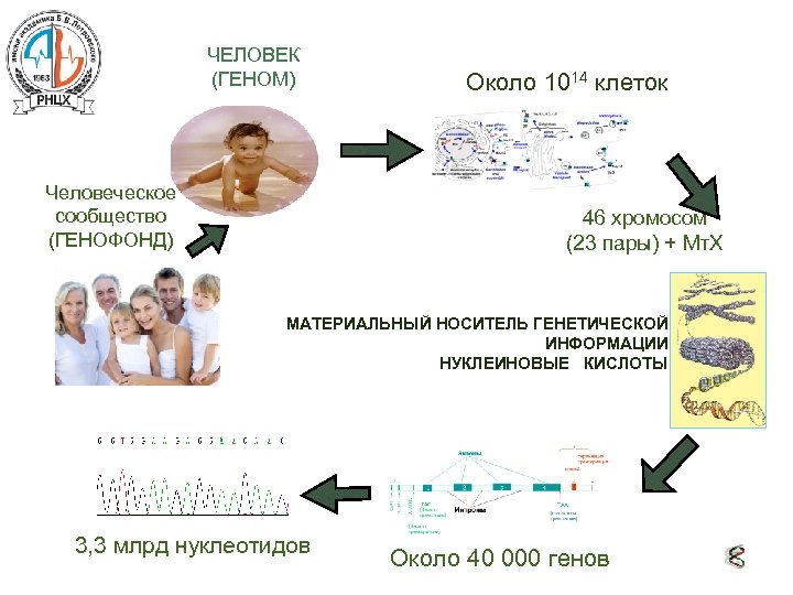 ЧЕЛОВЕК (ГЕНОМ) Человеческое сообщество (ГЕНОФОНД) Около 1014 клеток 46 хромосом (23 пары) + Мт.