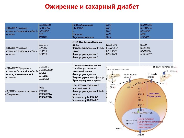 Ожирение и сахарный диабет C 12 ORF 30 «ДИАБЕТ-1 -скрин» – CLEC 16 A
