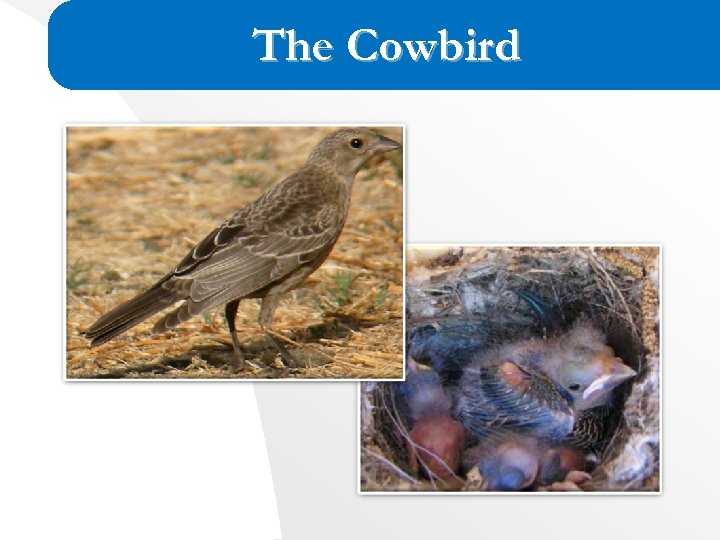 The Cowbird 
