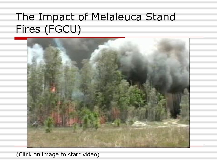 The Impact of Melaleuca Stand Fires (FGCU) (Click on image to start video) 