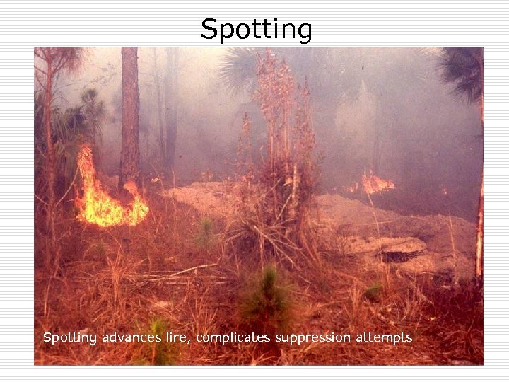 Spotting advances fire, complicates suppression attempts 