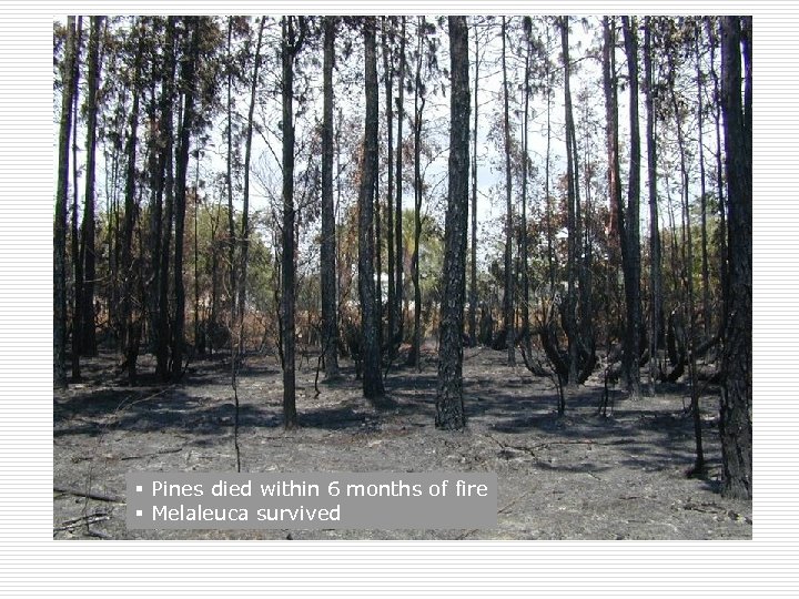 § Pines died within 6 months of fire § Melaleuca survived 