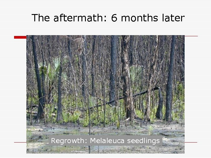 The aftermath: 6 months later Regrowth: Melaleuca seedlings 