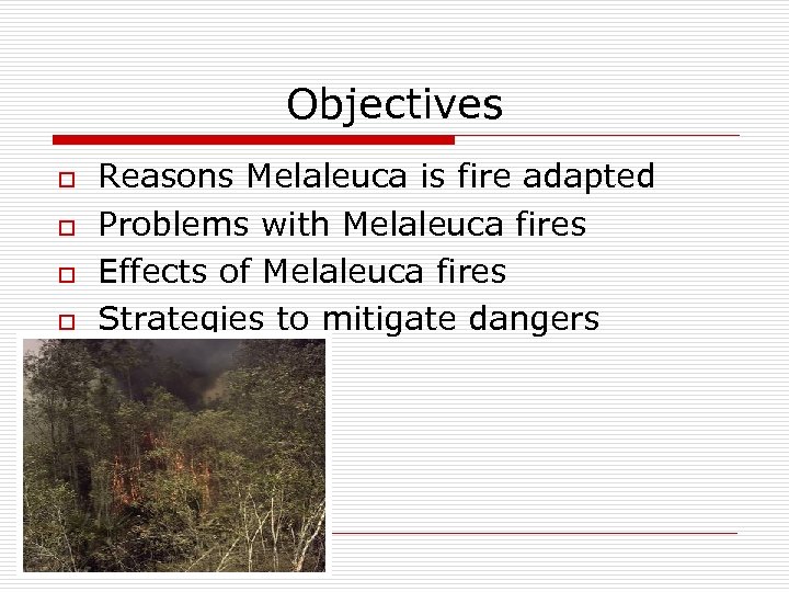 Objectives o o Reasons Melaleuca is fire adapted Problems with Melaleuca fires Effects of