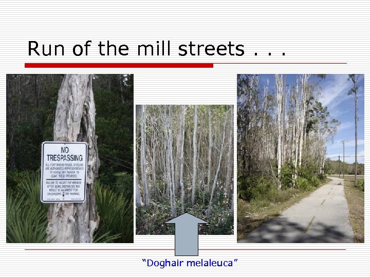 Run of the mill streets. . . “Doghair melaleuca” 