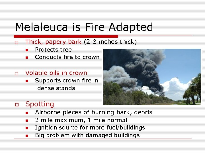 Melaleuca is Fire Adapted o o o Thick, papery bark (2 -3 inches thick)