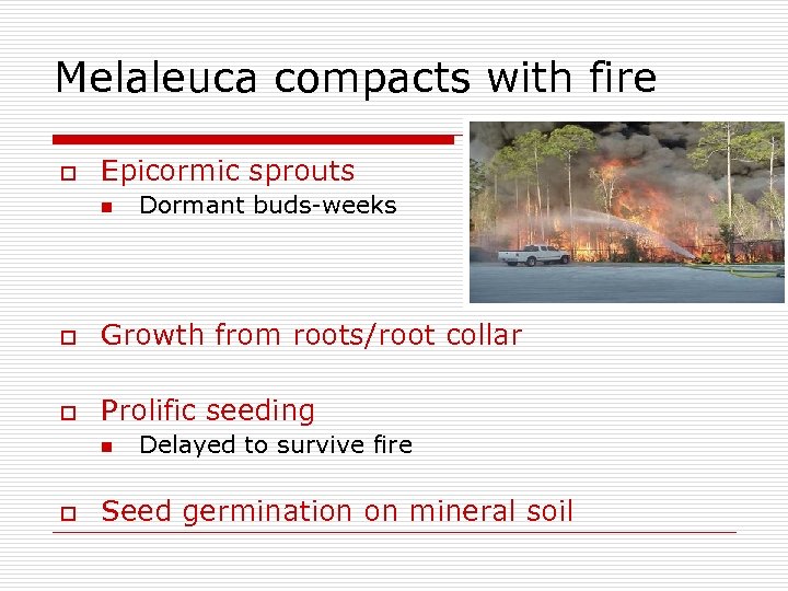 Melaleuca compacts with fire o Epicormic sprouts n Dormant buds-weeks o Growth from roots/root