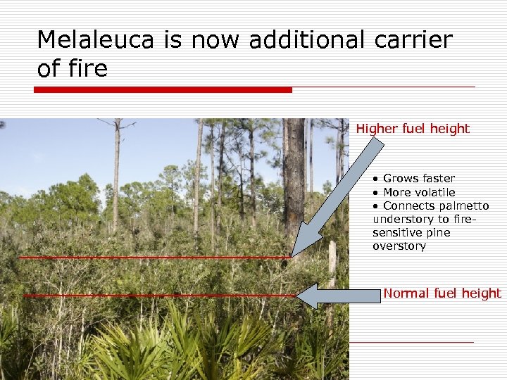 Melaleuca is now additional carrier of fire Higher fuel height • Grows faster •