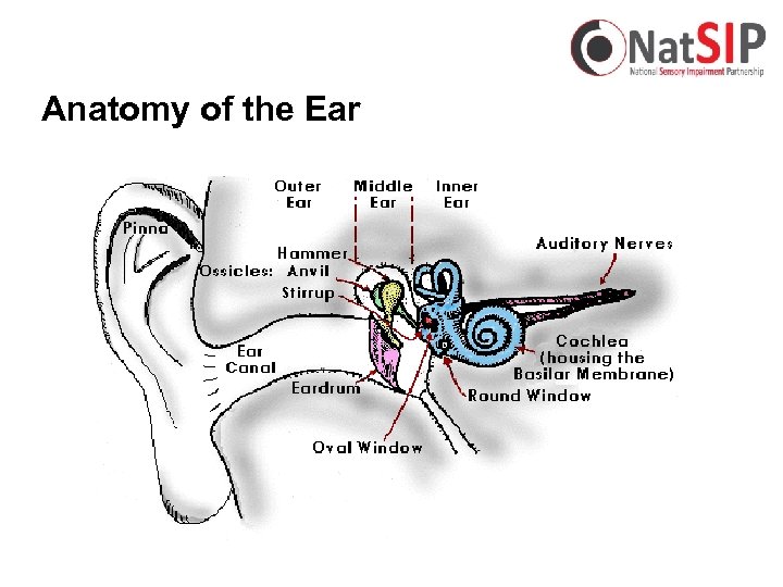 Anatomy of the Ear 