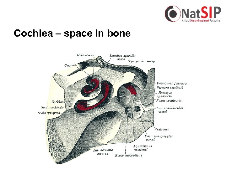 Cochlea – space in bone 