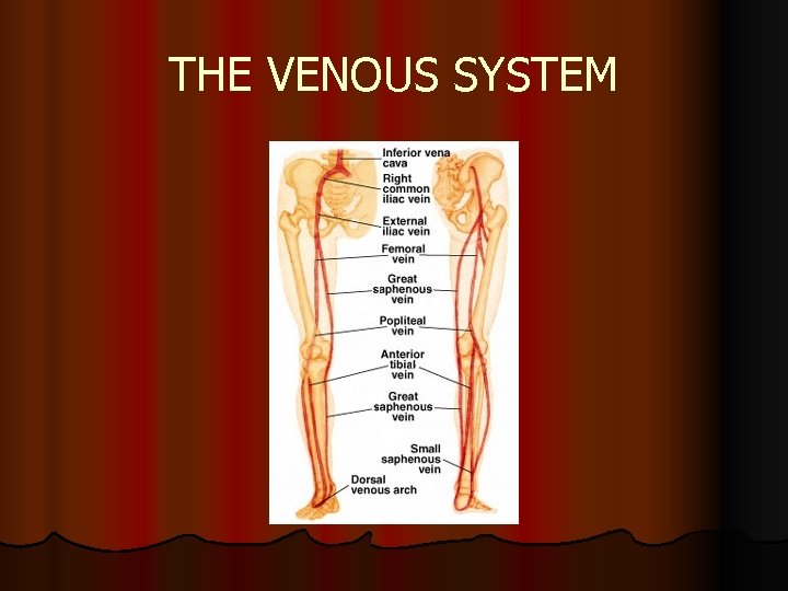 THE VENOUS SYSTEM 