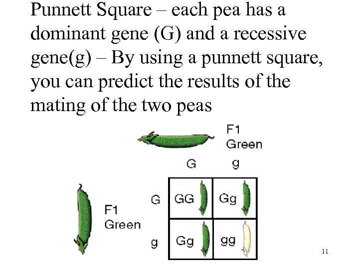 Punnett Square – each pea has a dominant gene (G) and a recessive gene(g)