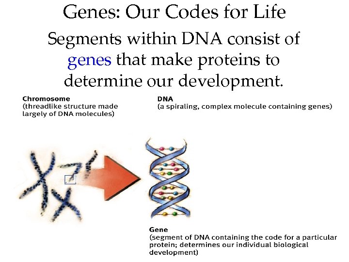 Genes: Our Codes for Life Segments within DNA consist of genes that make proteins
