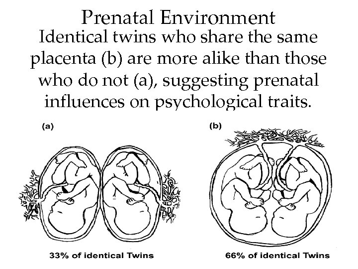 Prenatal Environment Identical twins who share the same placenta (b) are more alike than