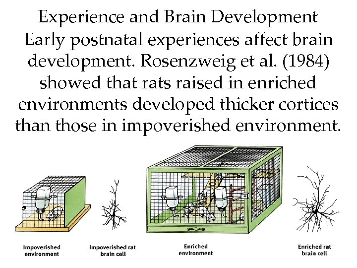 Experience and Brain Development Early postnatal experiences affect brain development. Rosenzweig et al. (1984)