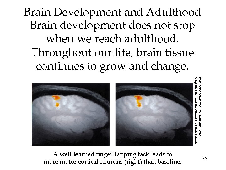 Brain Development and Adulthood Brain development does not stop when we reach adulthood. Throughout