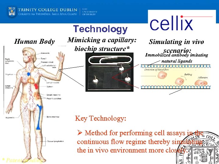 Technology Human Body Mimicking a capillary: biochip structure* Simulating in vivo scenario: Immobilized antibody