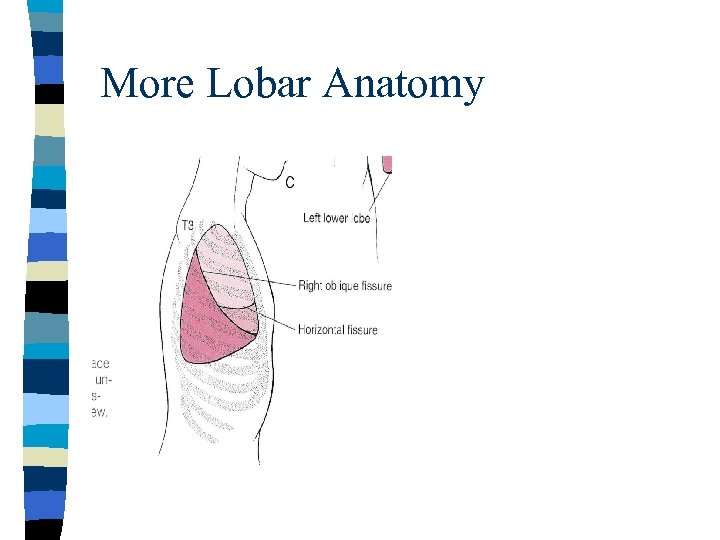 More Lobar Anatomy 
