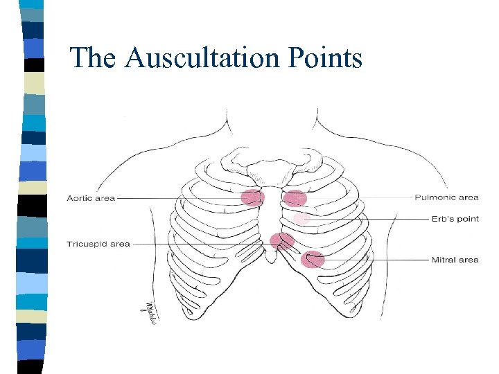 The Auscultation Points 