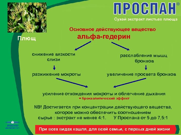 Сухой экстракт листьев плюща Основное действующее вещество Плющ альфа-гедерин снижение вязкости слизи расслабление мышц