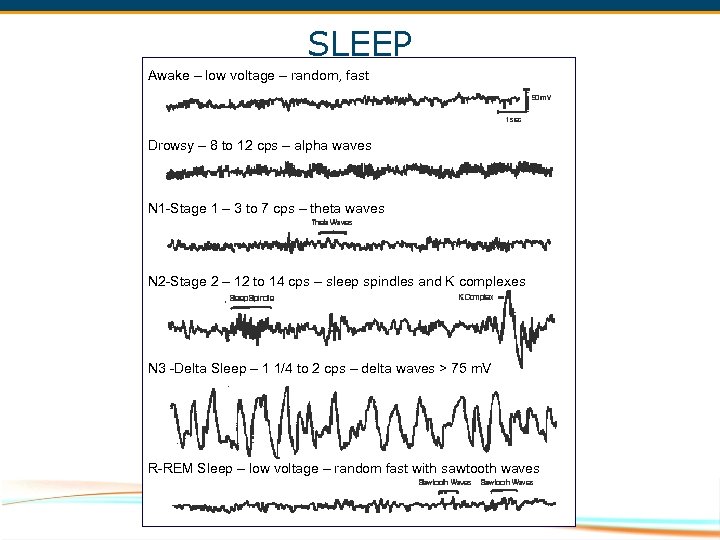 SLEEP Awake – low voltage – random, fast Drowsy – 8 to 12 cps