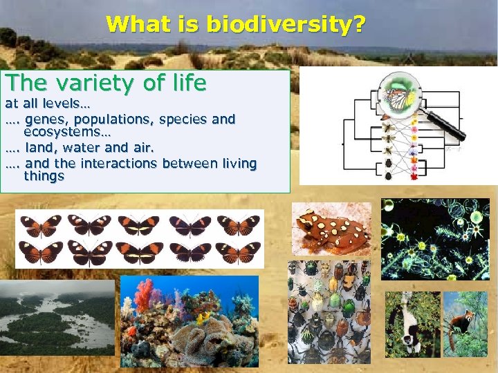 What is biodiversity? The variety of life at all levels… …. genes, populations, species