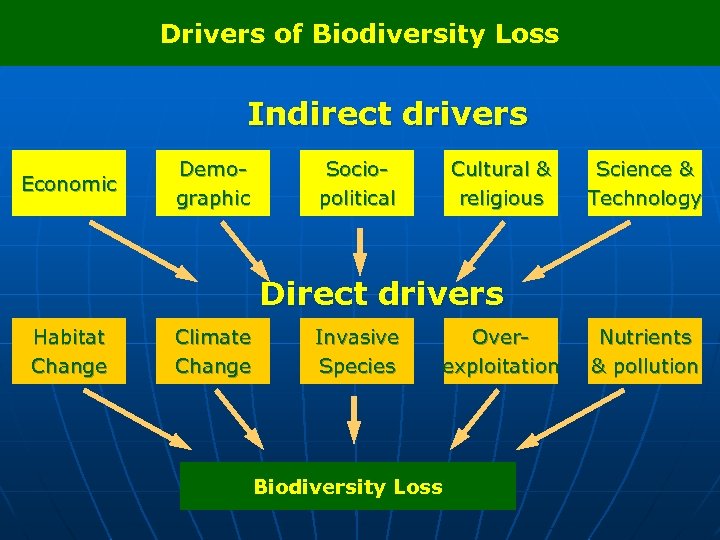 Drivers of Biodiversity Loss Indirect drivers Economic Demographic Sociopolitical Cultural & religious Science &