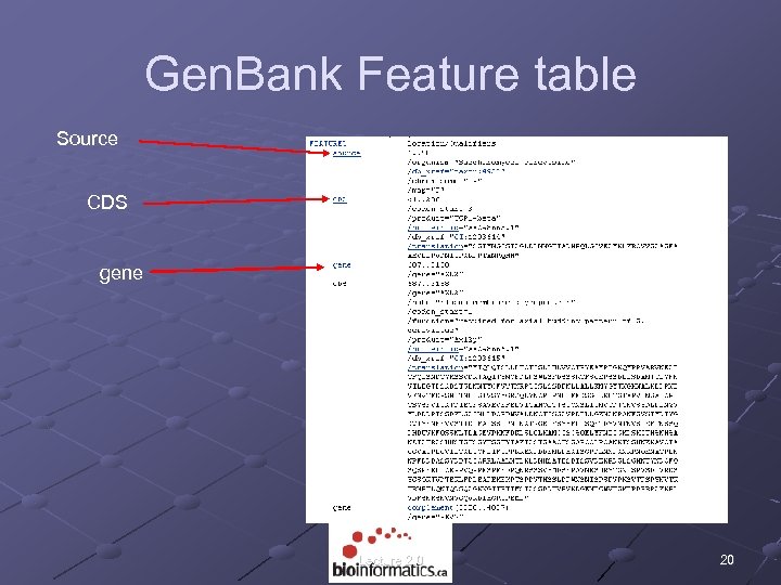 Gen. Bank Feature table Source CDS gene Lecture 2. 0 20 