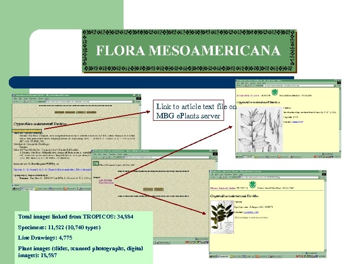 Link to article text file on MBG e. Plants server Total images linked from
