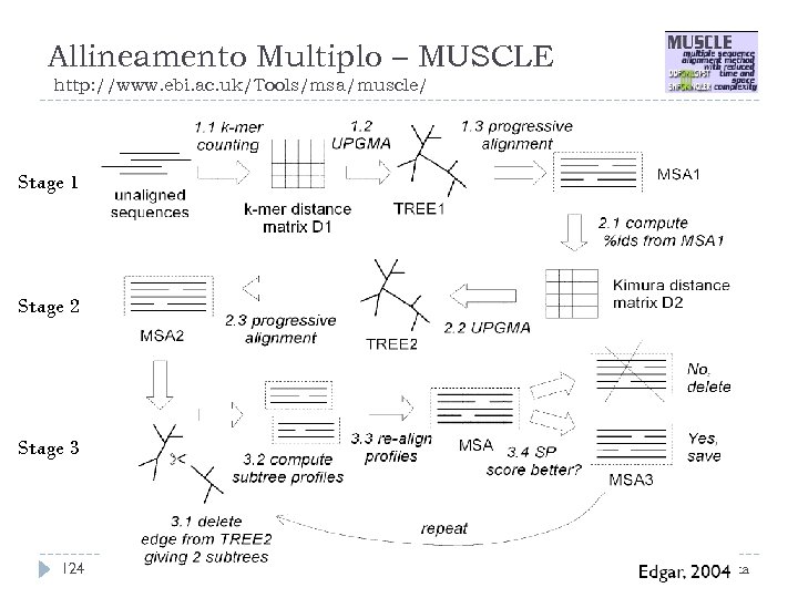 Allineamento Multiplo – MUSCLE http: //www. ebi. ac. uk/Tools/msa/muscle/ Stage 1 Stage 2 Stage