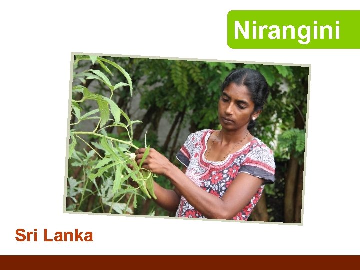 Nirangini Sri Lanka 