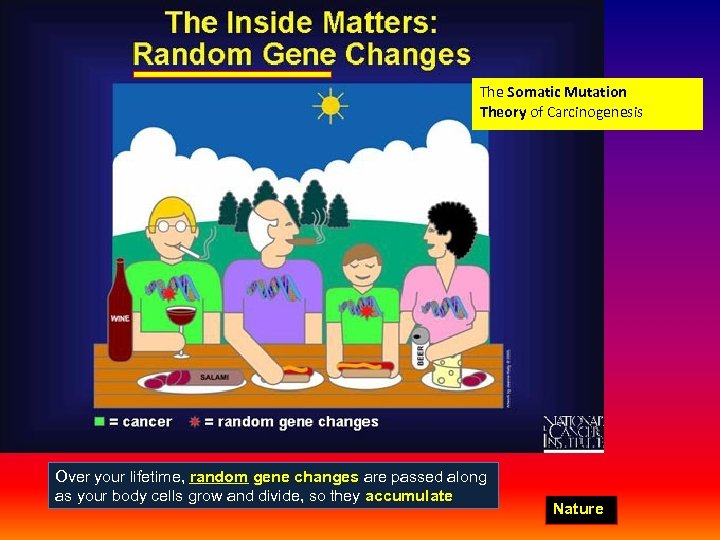 The Somatic Mutation Theory of Carcinogenesis Over your lifetime, random gene changes are passed