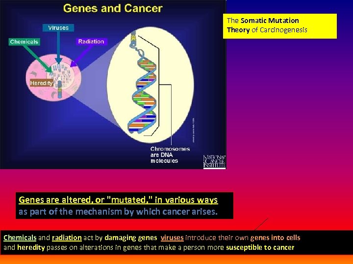 The Somatic Mutation Theory of Carcinogenesis Genes are altered, or 